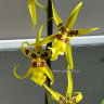 Орхидея Aliceara Pacific Nova Butter Buds (отцвела)
