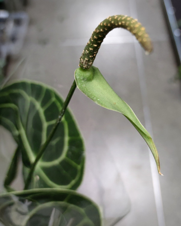 Anthurium Clarinervium 