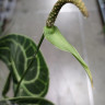 Anthurium Clarinervium 