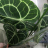 Anthurium Clarinervium 