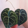 Anthurium Clarinervium 