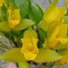 Орхидея Lycaste aromatica (еще не цвела) 