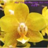 Орхидея Phalaenopsis Young Home Golden Pixie (еще не цвел)   