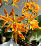 Орхидея Cattleya hybrid (отцвела)