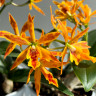 Орхидея Cattleya hybrid (отцвела)