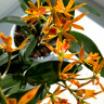 Орхидея Cattleya hybrid (отцвела)