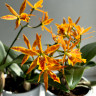 Орхидея Cattleya hybrid (отцвела)
