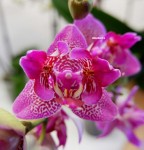 Орхидея Phalaenopsis midi   