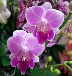 Орхидея Phalaenopsis Big Lip, multiflora  