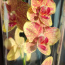 Орхидея Phalaenopsis Pulsation mutation