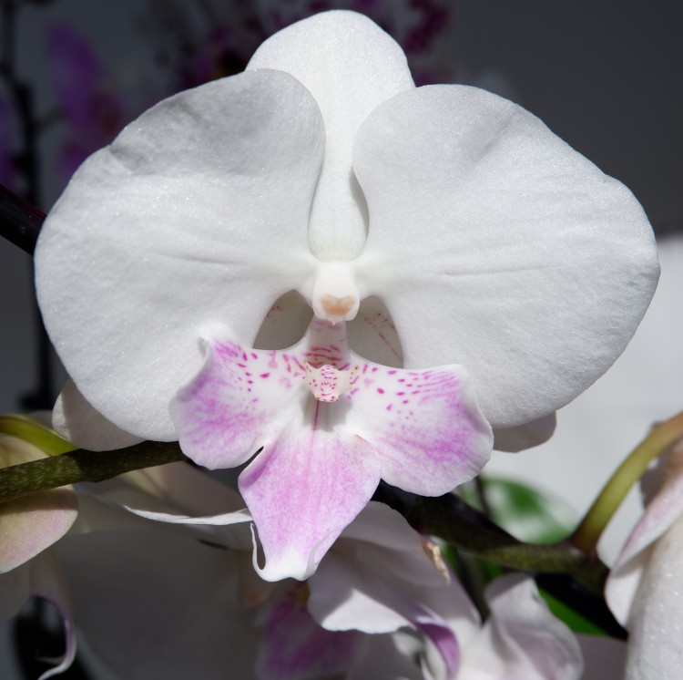 Орхидея Phalaenopsis Aprillion, Big Lip (отцвел)          