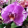 Орхидея Phalaenopsis Singolo Victorio (отцвел)