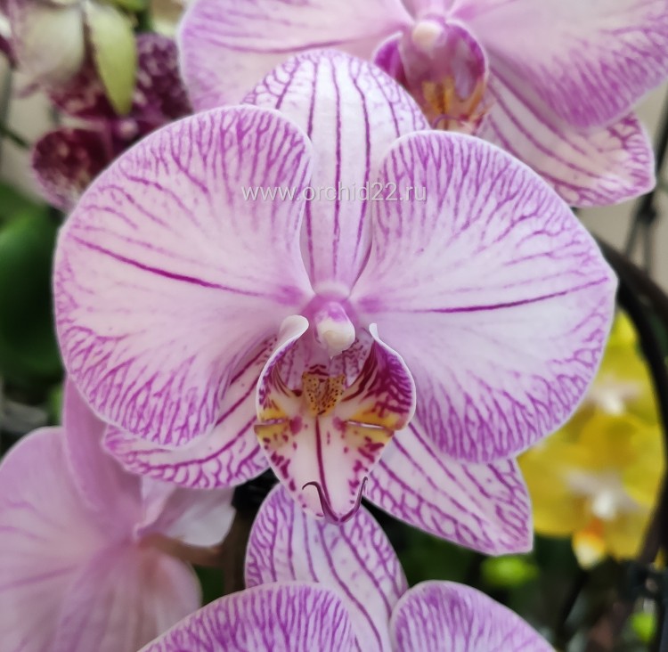 Орхидея Phalaenopsis True Love (отцвел)