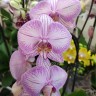 Орхидея Phalaenopsis True Love (отцвел)