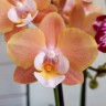 Орхидея Phalaenopsis Big Lip midi (отцвел)