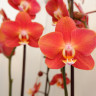 Орхидея Phalaenopsis Horizon 