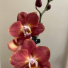 Орхидея Phalaenopsis Horizon 