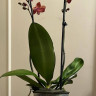 Орхидея Phalaenopsis Horizon 