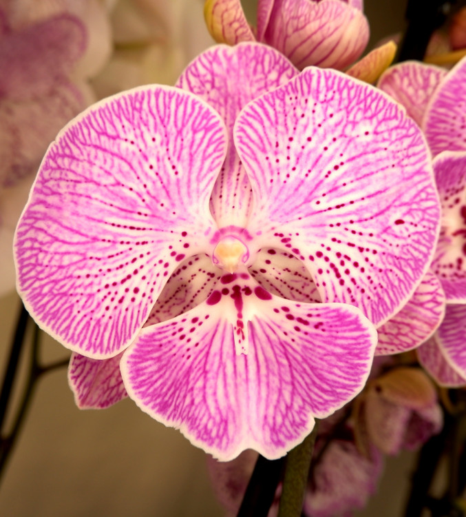 Орхидея Phalaenopsis Big Lip (отцвел)     