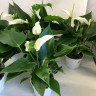 Anthurium Lili white 