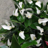Anthurium Lili white 
