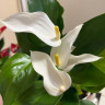 Anthurium Lili white 