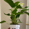 Anthurium Lili white 