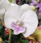 Орхидея Phalaenopsis Big Lip 