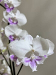 Орхидея Phalaenopsis Big Lip 
