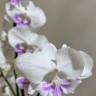 Орхидея Phalaenopsis Big Lip 
