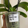 Орхидея Phalaenopsis Big Lip 
