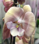 Орхидея Phalaenopsis Big Lip (отцвел, РЕАНИМАШКА*)   