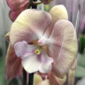 Орхидея Phalaenopsis Big Lip (отцвел, РЕАНИМАШКА*)   