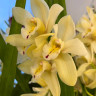 Орхидея Cymbidium 