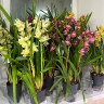 Орхидея Cymbidium 