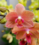 Орхидея Phalaenopsis Sunset Love, multiflora (отцвел, РЕАНИМАШКА*)