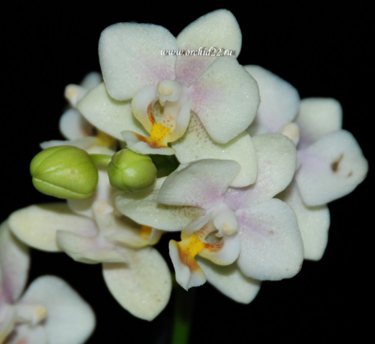 Орхидея  Phalaenopsis Sara, mini 