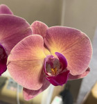 Орхидея Phalaenopsis 
