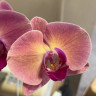 Орхидея Phalaenopsis 