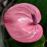 Anthurium Pink Champion (отцвел)