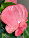 Anthurium Pink Champion (отцвел)