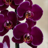 Орхидея Phalaenopsis Red Pioneer 