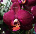 Орхидея Phalaenopsis Red Pioneer 