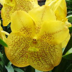 Орхидея Аscocenda Suksamran 'Gold' (отцвела)