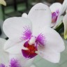 Орхидея Phalaenopsis Prima Piano (отцвёл)