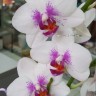 Орхидея Phalaenopsis Prima Piano (отцвёл)