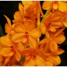 Орхидея Ascocentrum miniatum (еще не цвёл) 