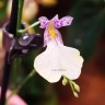Орхидея Oncidium Popcorn ´Haruri´ (отцвел)