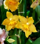 Орхидея Cambria