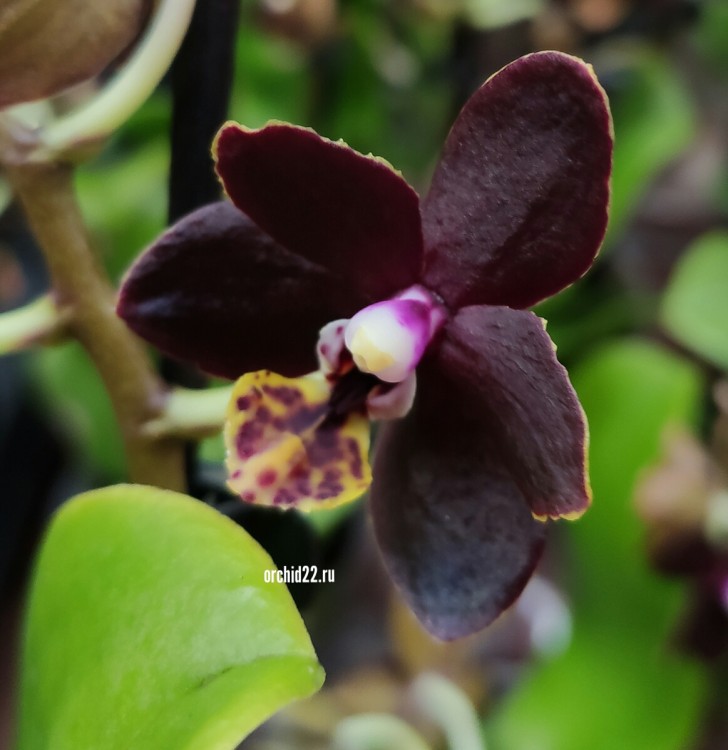 Орхидея Phalaenopsis Esme, multiflora